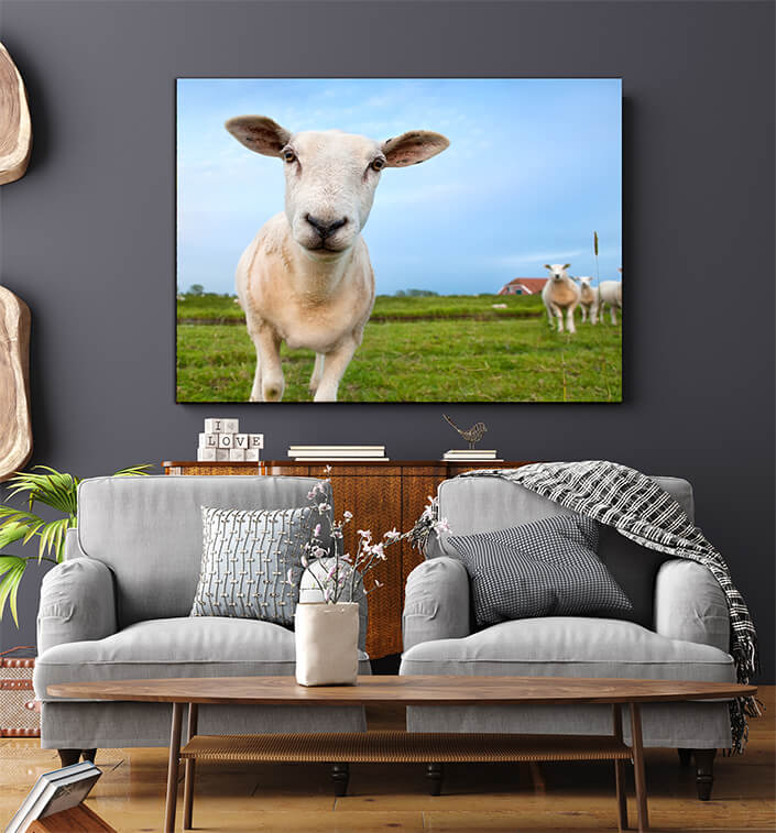 WEB005 0023 MS 0044 8744206 cute funny sheep close up AOAY7451