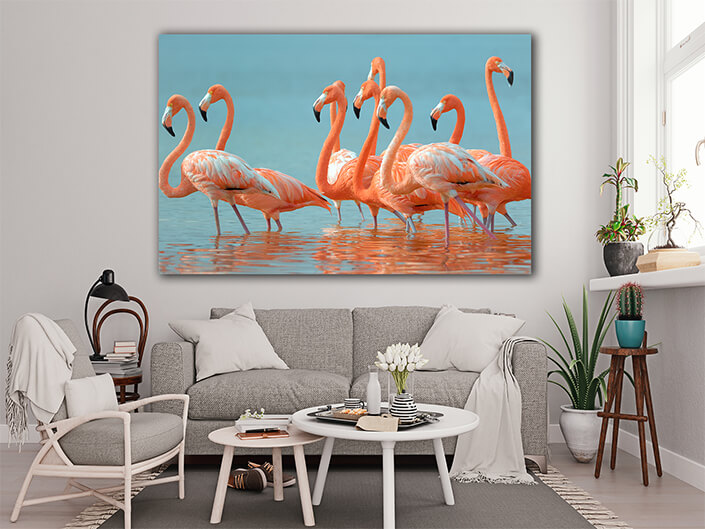 WEB005 0026 MOCKUP 0005 9072288 greater flamingos AOAY4623