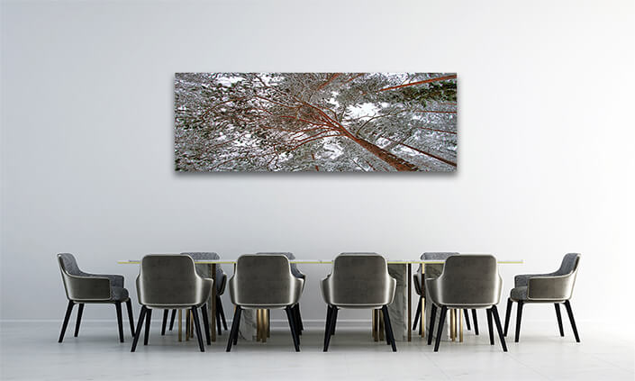 WEB005 0027 MP 0009 27239826 pine forest in winter AOAY7255