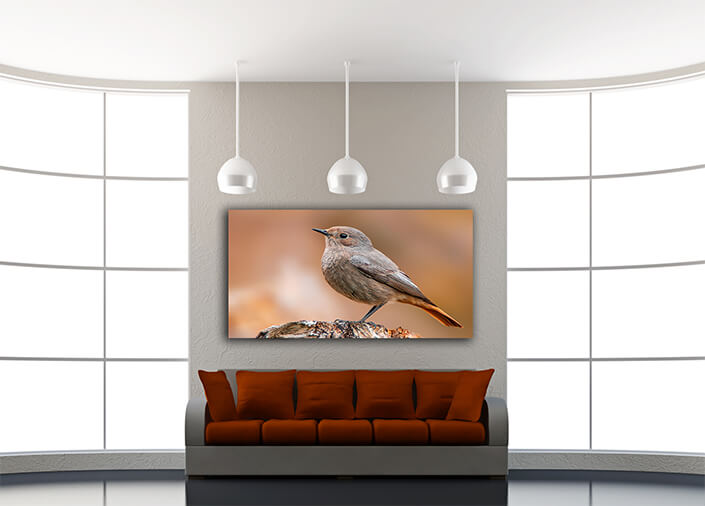 WEB005 0032 MOCKUPs 0043 36201830 beautiful colorful bird sits and looks AOAY6007