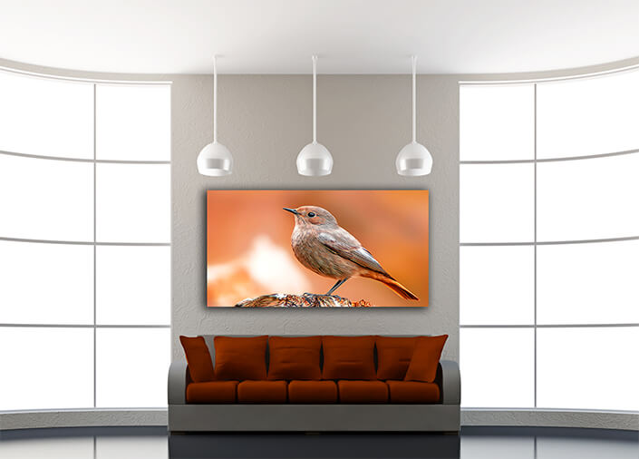 WEB005 0033 MOCKUPs 0042 36201830 beautiful colorful bird sits AOAY8115