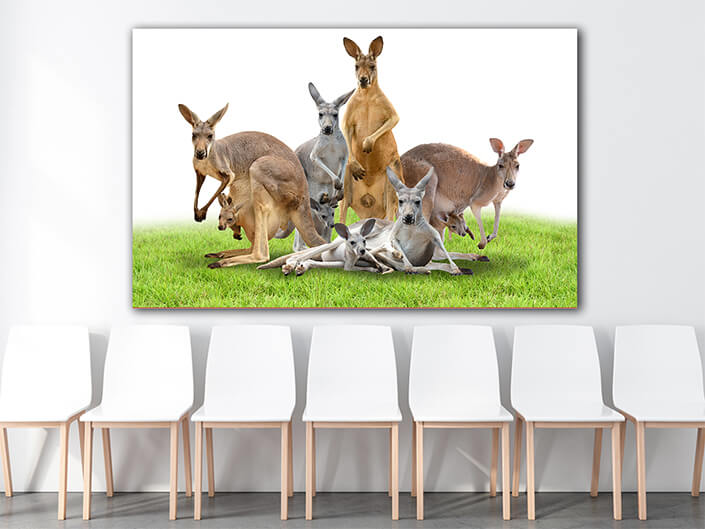 WEB005_0035_ML_0051_20990846_group of kangaroo on green grass AOAY6393