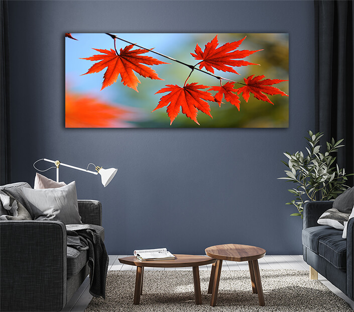 WEB005 0035 ML 0059 7239996 autumn maple leaves AOAY6683