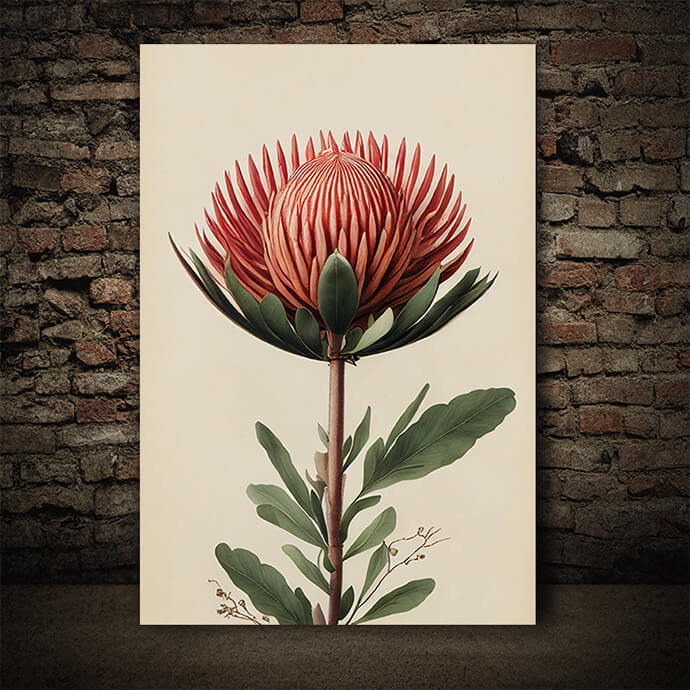 WEB005 0038 ML 0054 49132434 artistic illustration of the red protea flower AOAY8185