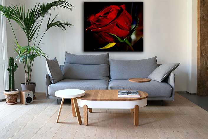 WEB005 0041 MP 0033 7554004 red rose AOAY7942