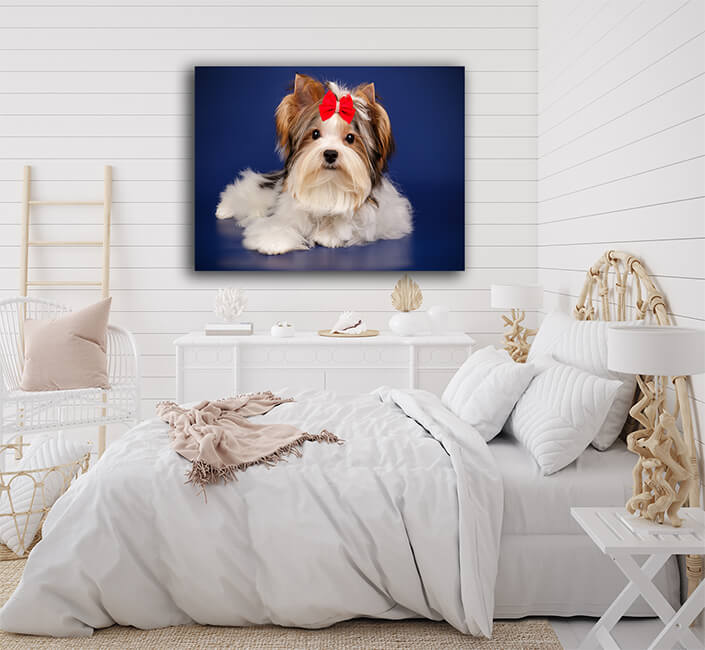 WEB005 0041 MS 0048 29995126 biewer yorkshire terrier on colored backgrounds AOAY7256