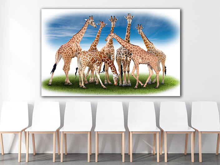 WEB005_0042_ML_0044_21053928_Seven group of giraffe AOAY6400