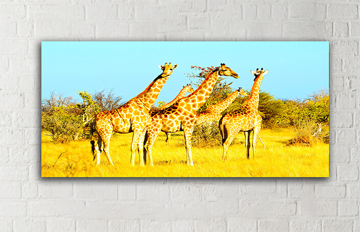 WEB005_0042_MOCKUP__0033_39409108_giraffes-in-natural-habitat-etosha-national-park AOAY4741