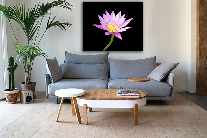 WEB005 0042 MP 0032 7565912 pink lotus flower blooming on black background AOAY7943