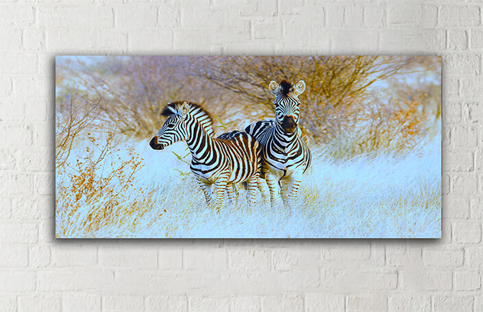WEB005 0044 MOCKUP 0031 45297398 plains zebras in natural habitat AOAY4761