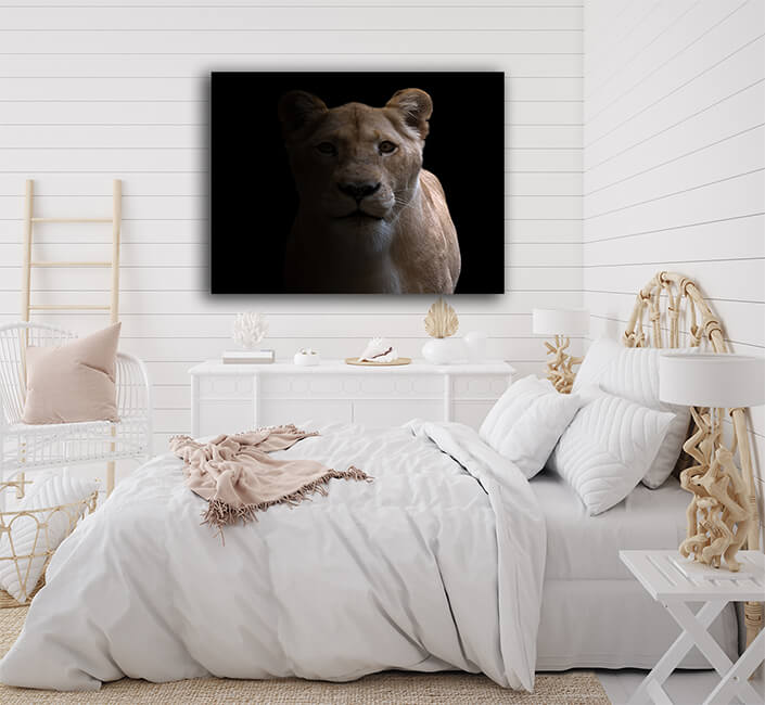 WEB005 0045 MS 0044 31227634 female lion in dark background AOAY6473