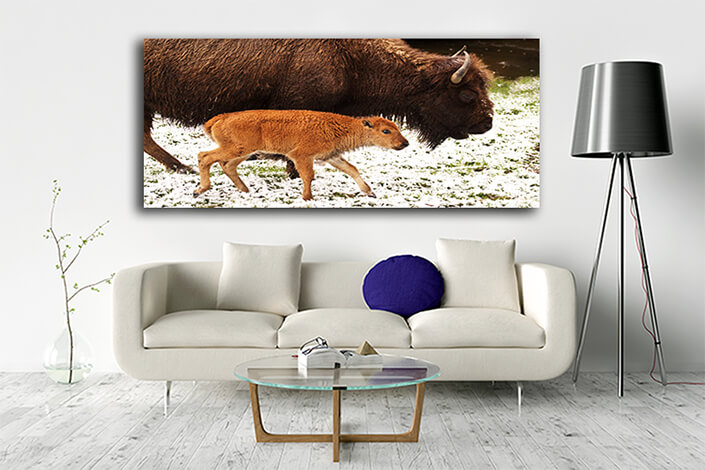 WEB005 0046 ML 0050 3139107 bison calf and mother AOAY6619