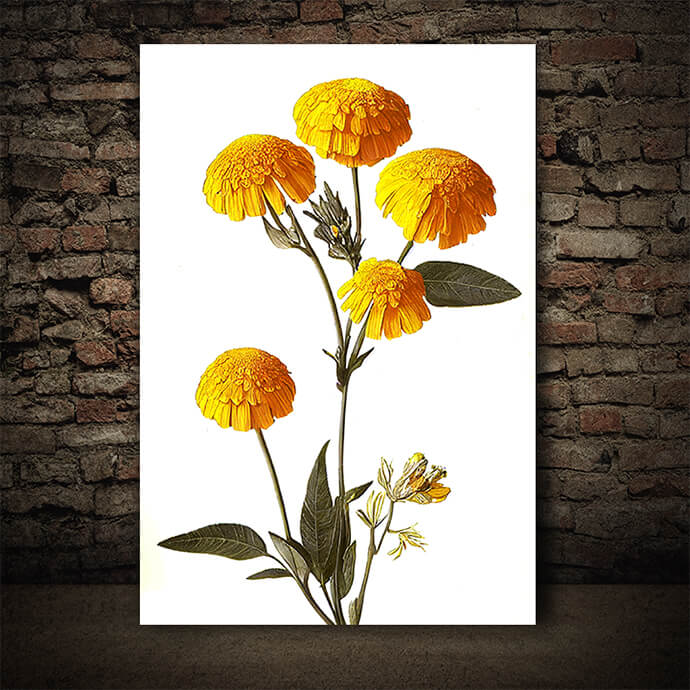 WEB005 0047 ML 0045 49132480 desert marigolds yellow petals on a white background an illustration AOAY8194