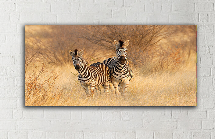 WEB005 0048 MOCKUP 0027 45424700 plains zebras in natural habitat AOAY4764