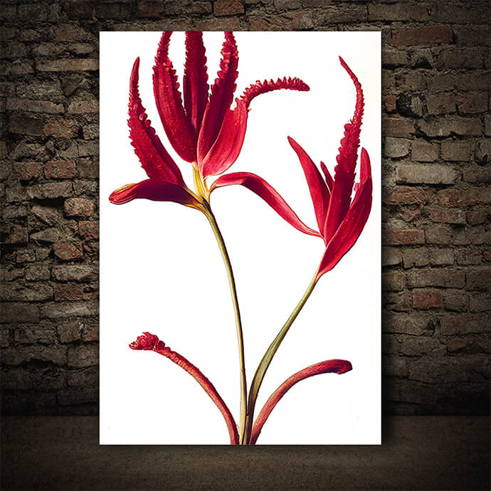 WEB005 0049 ML 0043 49132488 australian kangaroo paw red flowers on white an artistic illustration AOAY8196