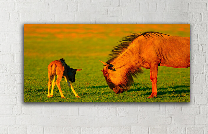 WEB005_0050_MOCKUP__0025_45478590_wildebeest-with-young-calf AOAY4765