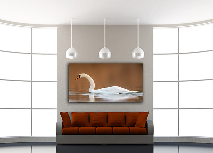 WEB005_0052_MOCKUPs_0023_37203044_ A beautiful white swan swims on a pond AOAY6029