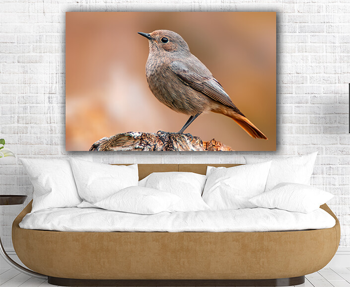 WEB005 0058 MP 0028 36201830 beautiful colorful bird sits and looks AOAY6007
