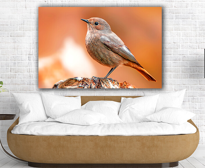 WEB005 0059 MP 0027 36201830 beautiful colorful bird sits AOAY8115