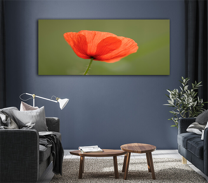 WEB005 0063 ML 0074 1527072 poppy Flowers AOAY7268