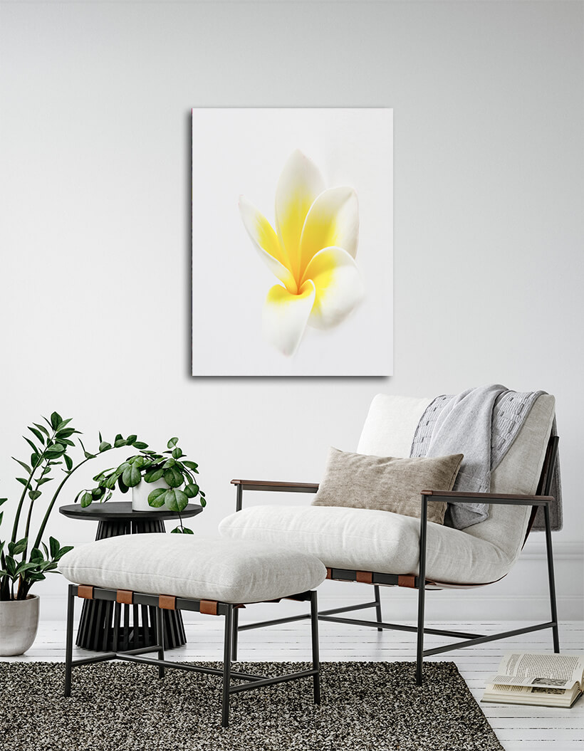 WEB005 0073 MPortrate 0057 2989575 plumeria AOAY7588