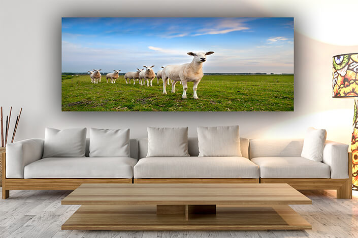 WEB006 0001 ML 0035 8557670 sheep herd on pasture AOAY7450