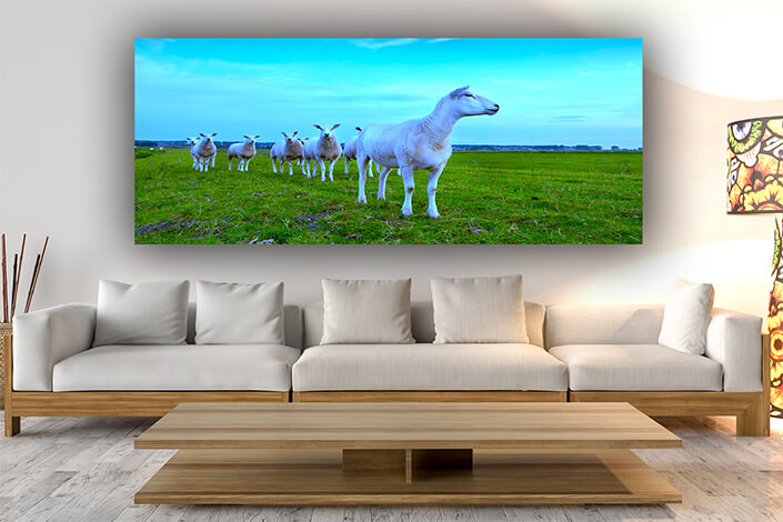 WEB006 0002 ML 0034 8744630 herd of sheep over blue sky AOAY7453