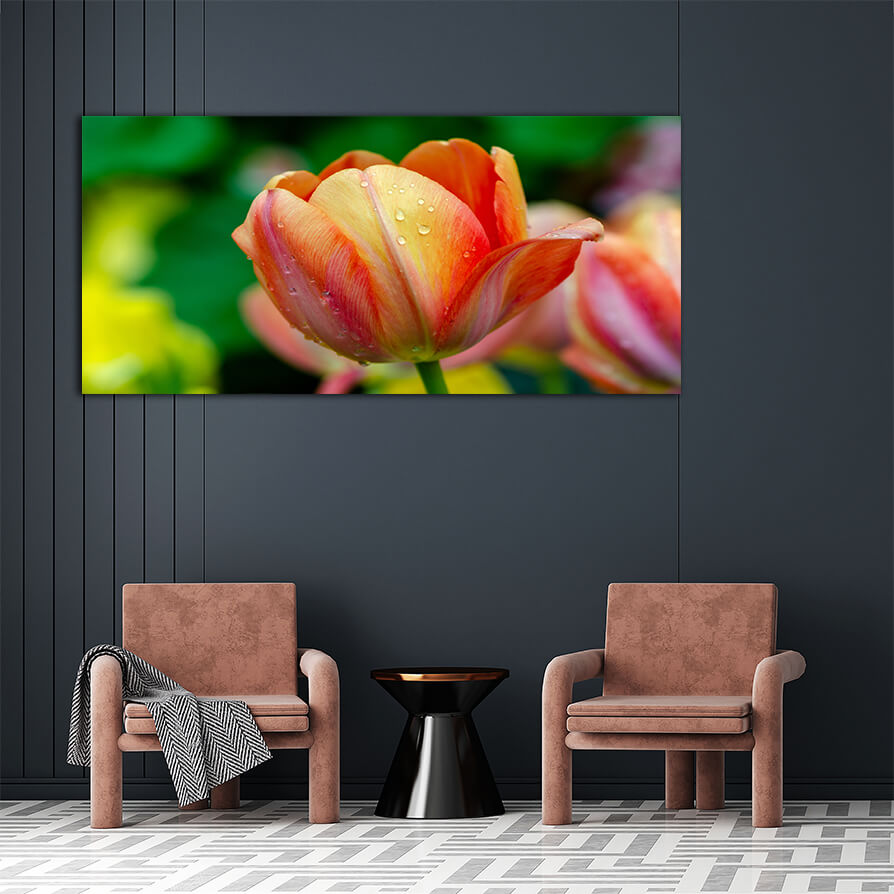 WEB006 0007 ML 0030 27915474 red yellow tulip fields are densely blooming AOAY5624