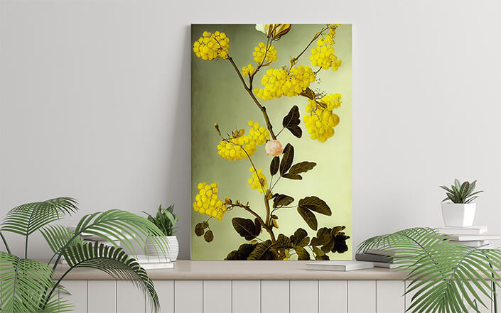 WEB006 0012 ML 0020 49132744 an artistic illustration of the australian wattle AOAY8220