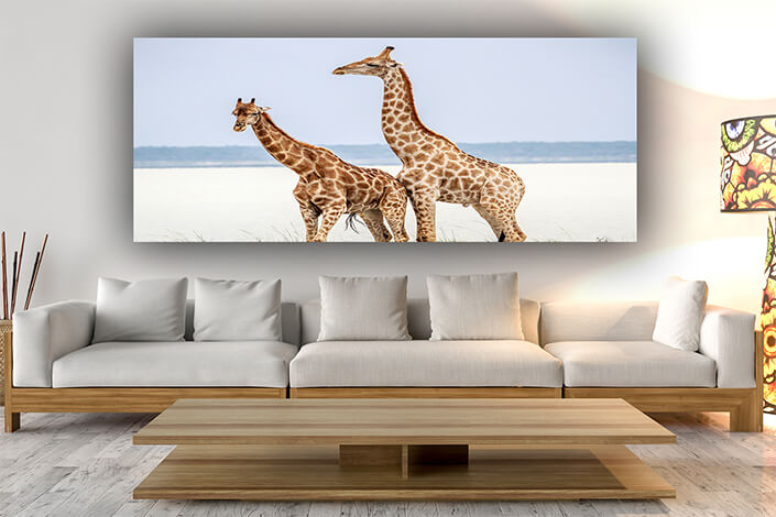 WEB006 0012 ML 0024 24221928 side profile of two giraffes AOAY6810