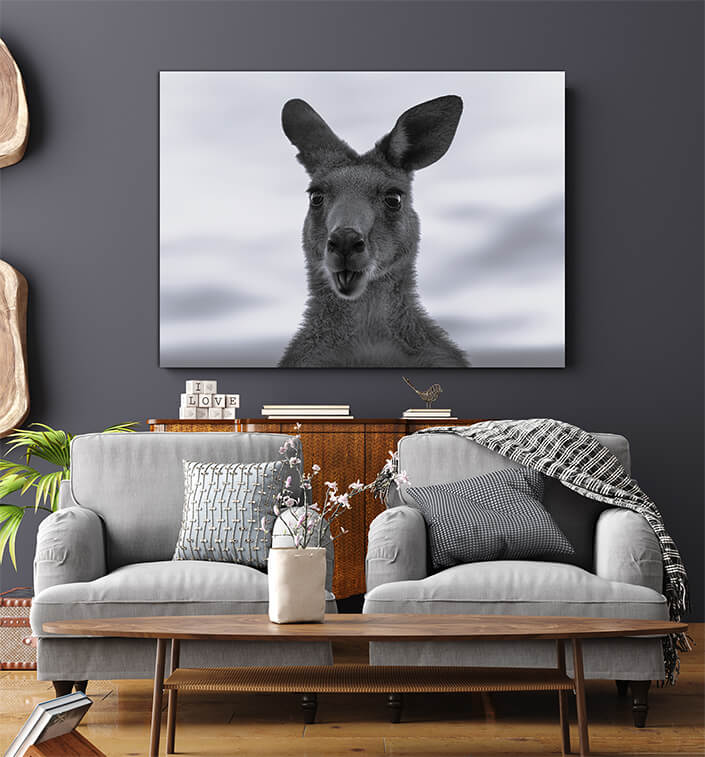 WEB006 0013 MS 0026 44358464 australian kangaroo against a vivid sunset light (1) AOAY6948