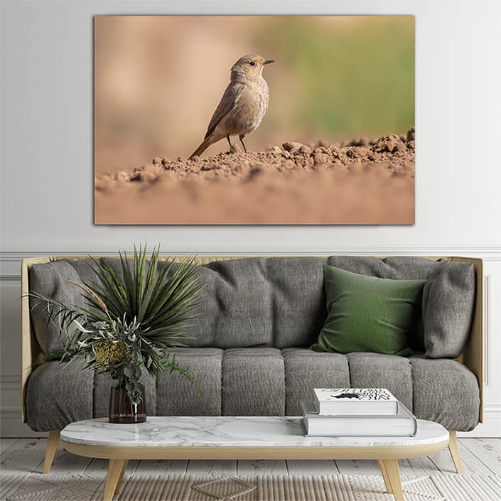 WEB006 0014 MOCKUPs 0073 47558126 a female redstart looking for food on a freshly plowed field AOAY6054