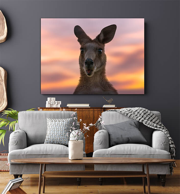 WEB006 0014 MS 0025 44358464 australian kangaroo against a vivid sunset light AOAY6949