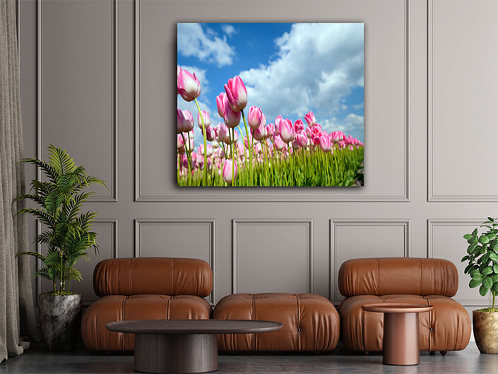 WEB006 0015 ML 0020 9076916 many pink tulips on field AOAY7454