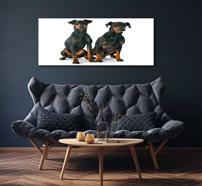 WEB006 0015 ML 0024 13275896 manchester terriers two dogs AOAY6550