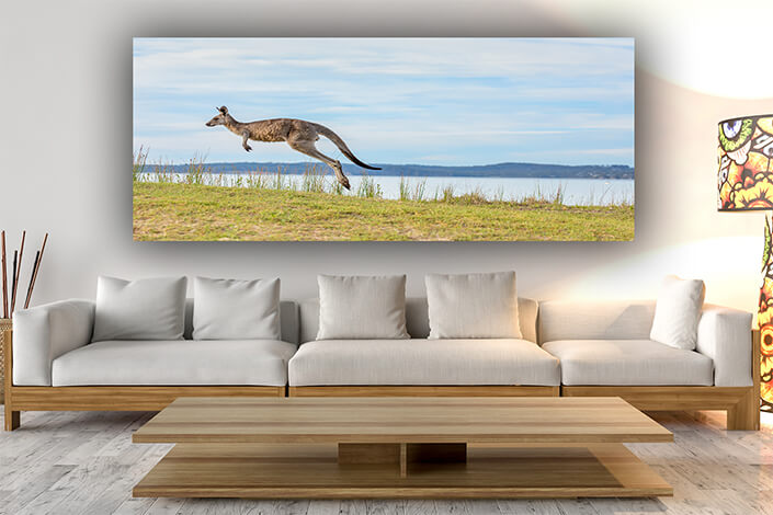 WEB006 0025 ML 0010 44417210 kangaroo hopping along grassy knoll of the bay AOAY6950