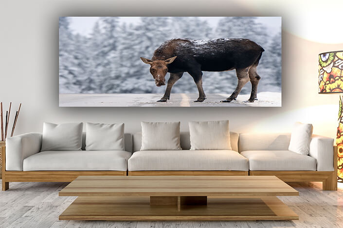 WEB006 0028 ML 0007 45541452 winter moose manitoba AOAY7397