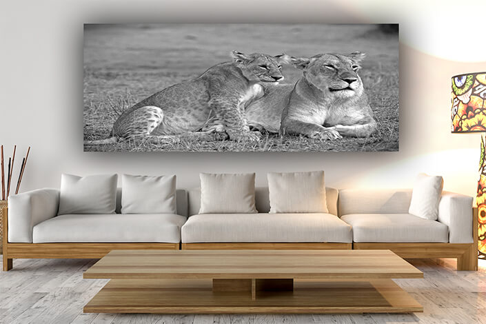 WEB006 0032 ML 0002 1043973 lioness and cub AOAY7743