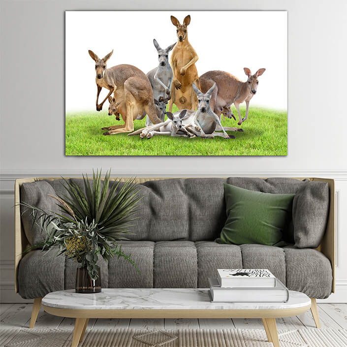 WEB006_0038_ML_0051_20990846_group of kangaroo on green grass AOAY6393