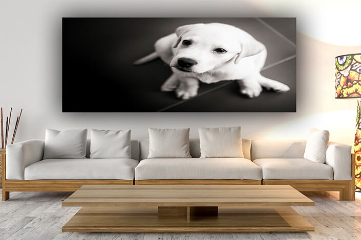 WEB006 0038 ML 0038 4668182 labrador puppy AOAY7299