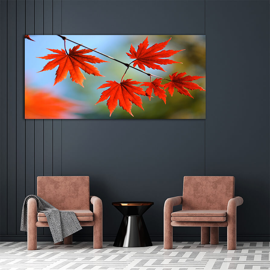 WEB006 0040 ML 0059 7239996 autumn maple leaves AOAY6683