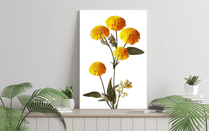 WEB006 0045 ML 0045 49132480 desert marigolds yellow petals on a white background an illustration AOAY8194