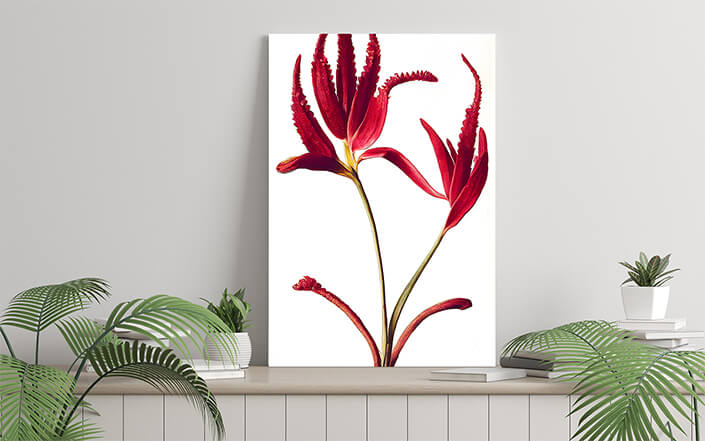 WEB006 0047 ML 0043 49132488 australian kangaroo paw red flowers on white an artistic illustration AOAY8196