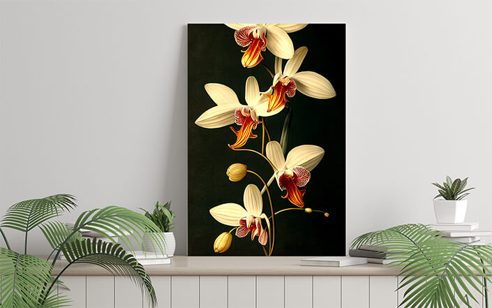 WEB006 0052 ML 0038 49132548 artistic illustration of the colorful orchid flower AOAY8201
