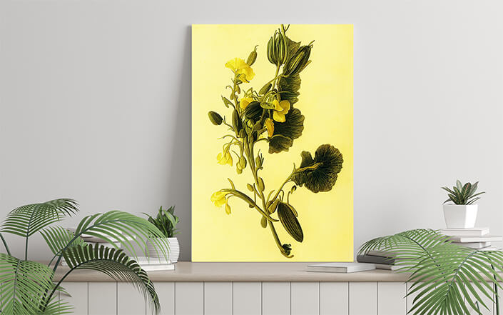 WEB006 0053 ML 0037 49132556 artistic illustration of yellow sweet pea flowers AOAY8202
