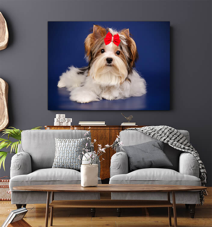 WEB006 0053 MS 0048 29995126 biewer yorkshire terrier on colored backgrounds AOAY7256