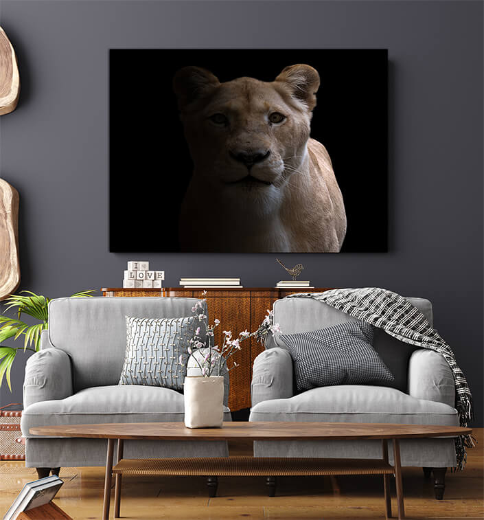 WEB006 0057 MS 0044 31227634 female lion in dark background AOAY6473