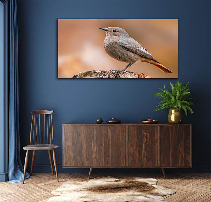 WEB006 0059 MP 0028 36201830 beautiful colorful bird sits and looks AOAY6007