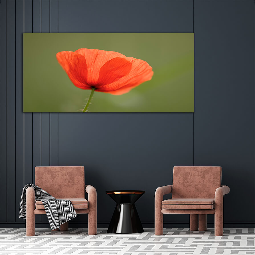 WEB006 0066 ML 0074 1527072 poppy Flowers AOAY7268