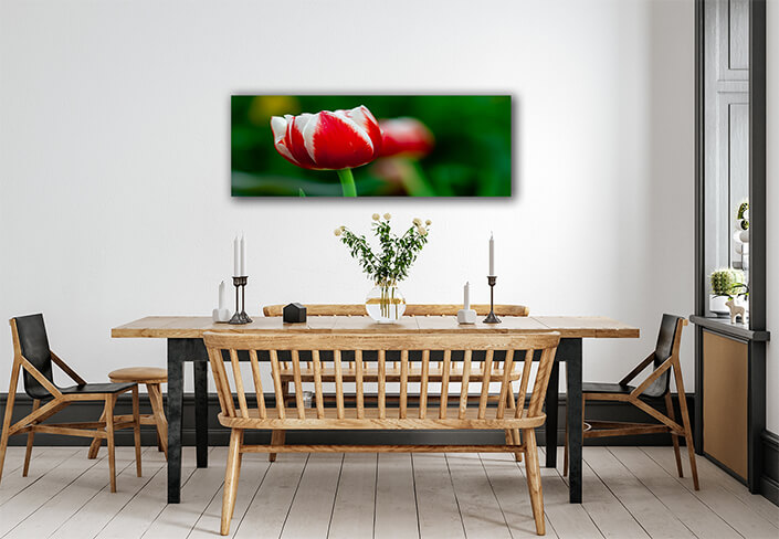 WEB007 0021 ML 0011 34972610 white and red tulip with green blurry background AOAY7097